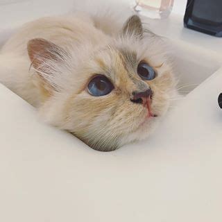 Choupette Lagerfeld (@choupetteofficiel) .